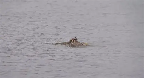 A Surprisingly Good Swimmer