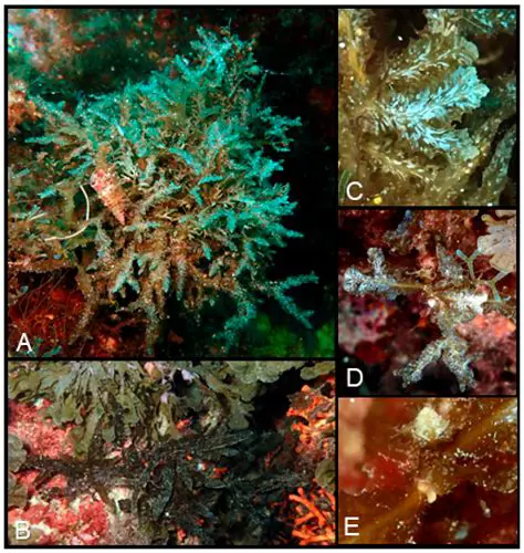 Unveiling Alga Dasia: A Deep Dive into Its Biology, Ecology, and Potential Applications