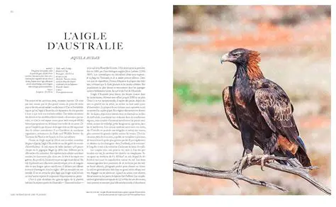 Autours, Buses et Faucons : Les Rapaces Aériens Dévoilés, Seigneurs des Cieux