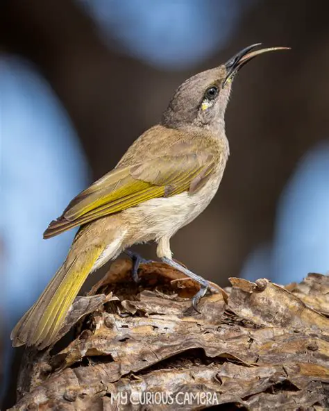 The Fascinating World of the Brown Honeyeater: A Comprehensive Guide