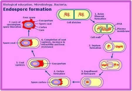 Characteristics of Bacterial Endospores