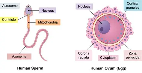 Chromosome Count in Egg and Sperm Cells
