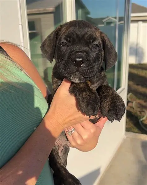 Craigslist Southeast Idaho Pets: Your Guide to Finding or Rehoming Animals