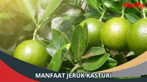 Definisi Jeruk Kasturi: Manfaat, Ciri-Ciri, dan Keunikan Buah Mungil Penuh Khasiat