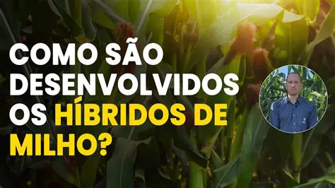 Desenvolvimento de novas variedades de milho