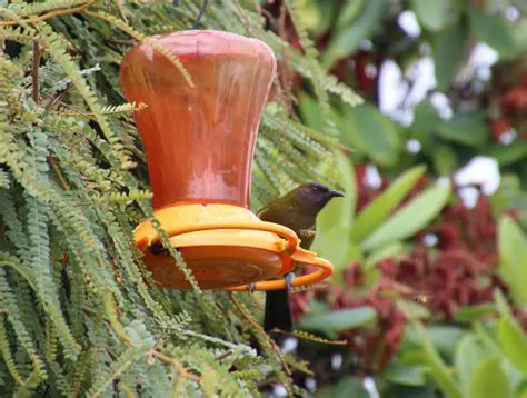 Discovering the lmzhBrown Honeyeater: Australia's Adaptable Nectar-Feeder