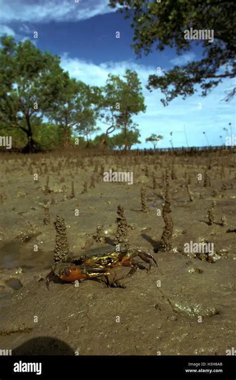 Distribution of Mangrove Crabs