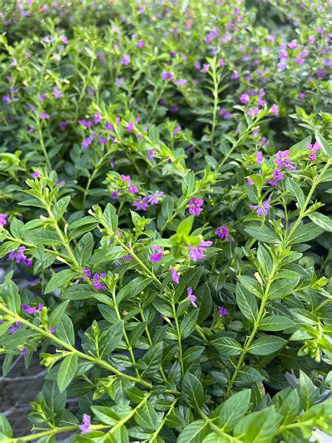 Unpacking the Dynamic Landscape of Dutch News Channels: A Comprehensive Guide