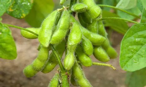 Edamame Plant Adaptation Test in North Sumatra