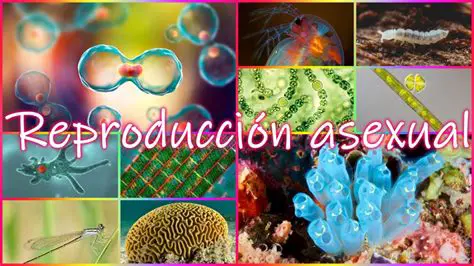 Ejemplos de organismos que se reproducen asexualmente sin gonadas