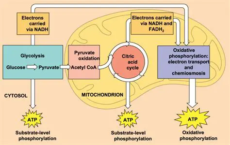 Energy Transfer to ATP in Glycolysis