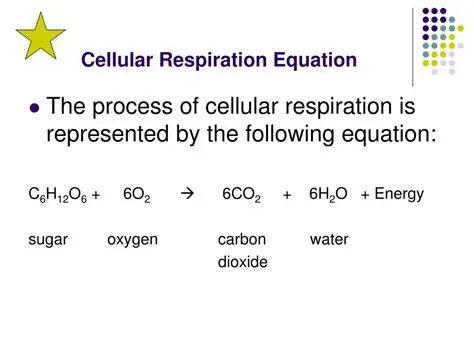 Equation of Cellular Respiration