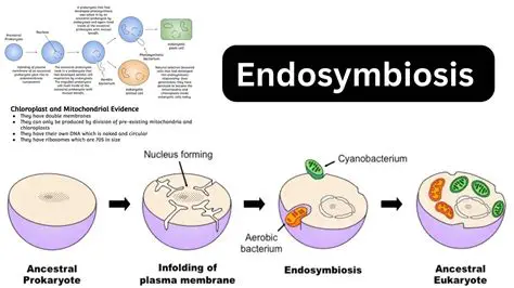Evidence for the Endosymbiotic Theory