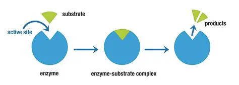Examples of Substrates in Art