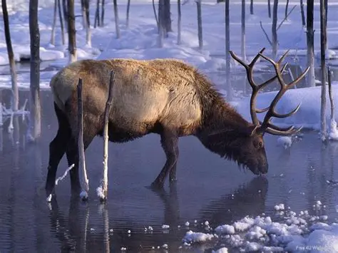 Features of the Wild Animals Screensaver