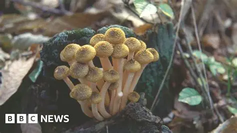 Foxcautzer: Unveiling the Secrets of This Mysterious Fungus