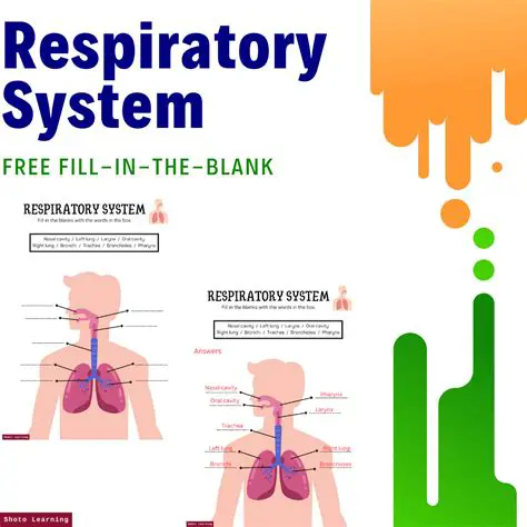 Frequently Asked Questions About the Respiratory System