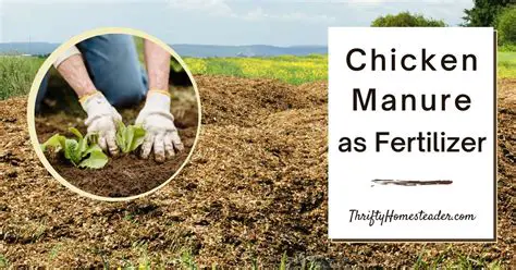 Increases the Growth and Production of Eggplant with Chicken Manure and Phosphorus Fertilizer
