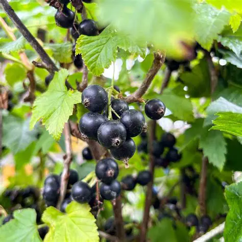 Johannisbeere: Unveiling the Vibrant Powerhouse of Summer Berries