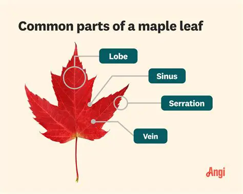 Key Features of Maple Classic