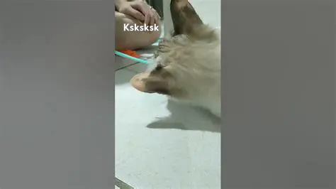 The Curious Case of the Ksksksksk Cat Man: Unraveling the Mystery