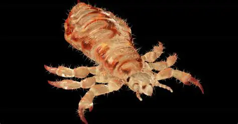 La Leyenda de los Piojos Grandes