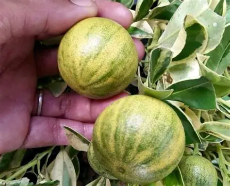 Unlocking the Potent Secrets of Limau Kasturi: A Miniature Citrus Marvel with Gigantic Benefits