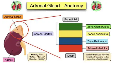 Location of the Adrenal Glands