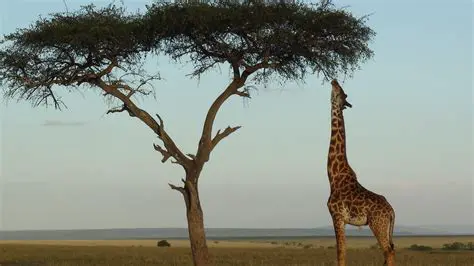 Long necks of giraffes for feeding in the tops of trees