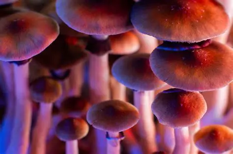 LSD and Psilocybin Mushrooms