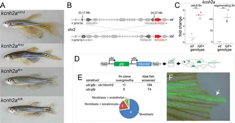 Mapping the Longfin Mutation