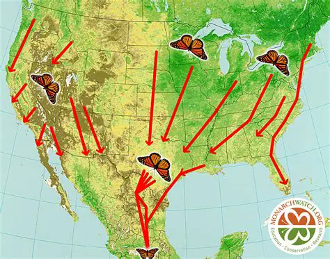 Monarch butterfly migration