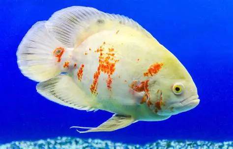 Oscar Fish Thailand: A Comprehensive Guide to Care, Breeding, and Varieties in Southeast Asia