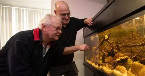 Oscar in Nederland: De Ultieme Gids voor Vis en Aquarium Liefhebbers