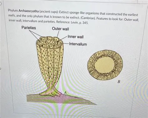 Oskilloidea: Exploring the Enigmatic Extinct Sponge Group