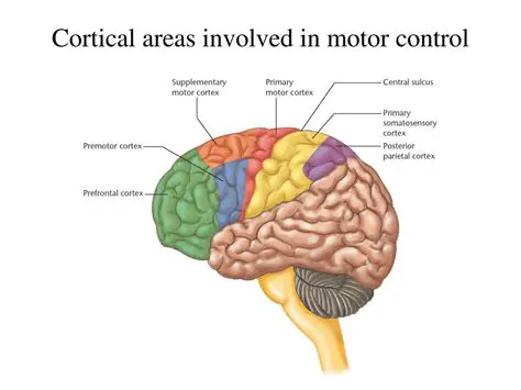Other Brain Regions Involved in Motor Control