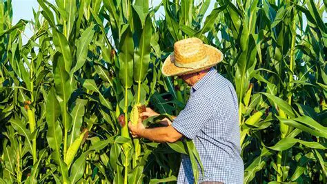 Planificar la siembra de manera efectiva