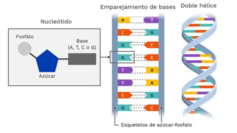 Preguntas y respuestas sobre la secuencia de ADN
