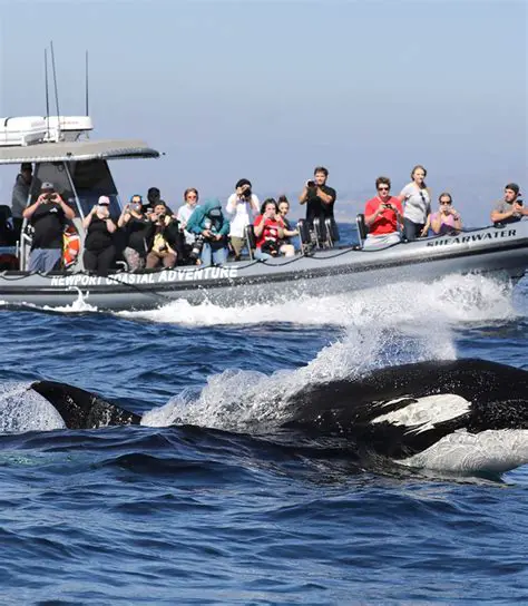 Your Premier Guide to Whale Watching Tours in Newport Beach, California