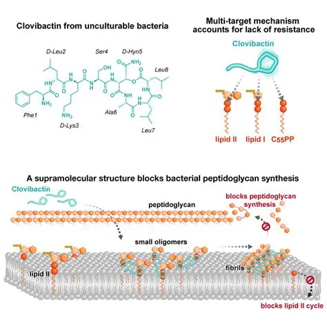 Breaking News: Understanding Psealpenase and Its Impact on Antibiotic Resistance