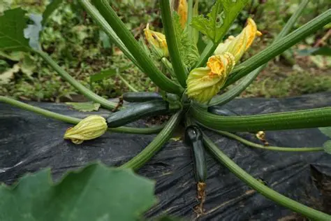 【政務官とは？】役割、権限、なり方、平均年収まで徹底解説