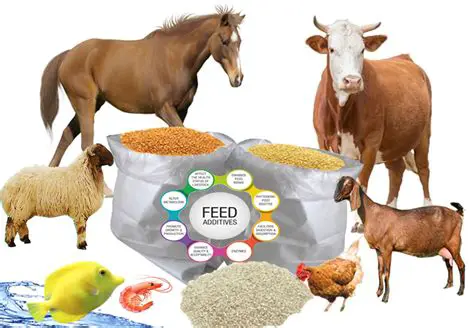 Support for Various Feed Types