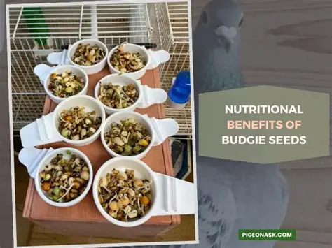 The Benefits of Budgie Pro