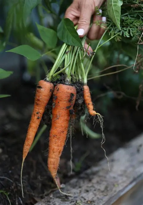The Characteristics of a Carrot Plant