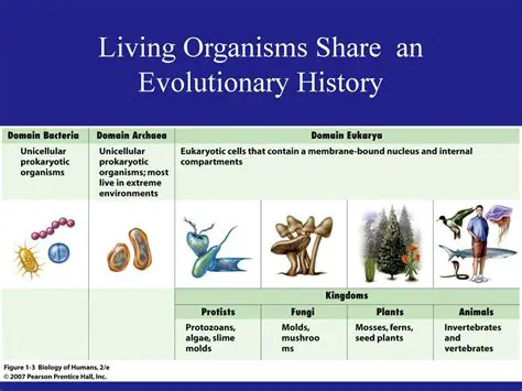 The Concept of Common Ancestry