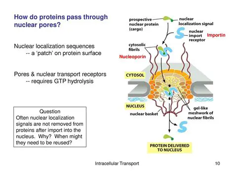 The Importance of Nuclear Pores in Protein Synthesis