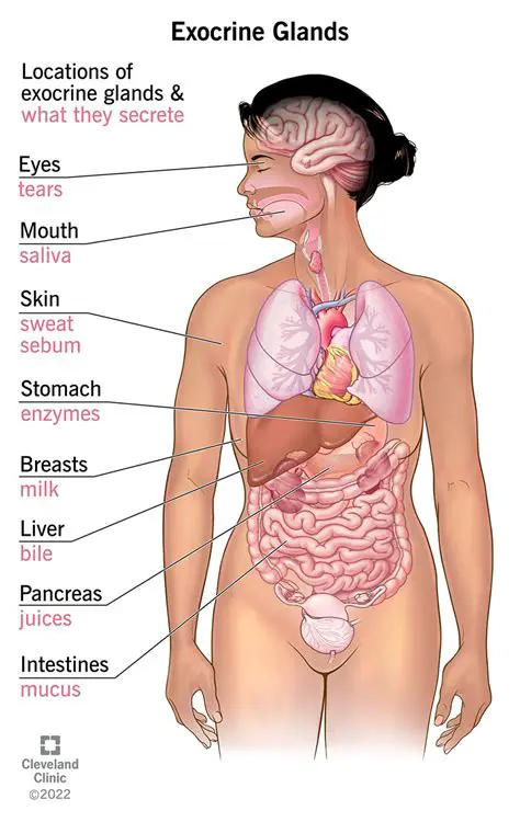 The Importance of These Glands in the Reproductive Process