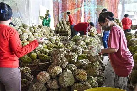 The Number of Fruits in the Largest Heap