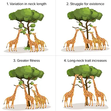The Process of Disruptive Selection in Giraffes