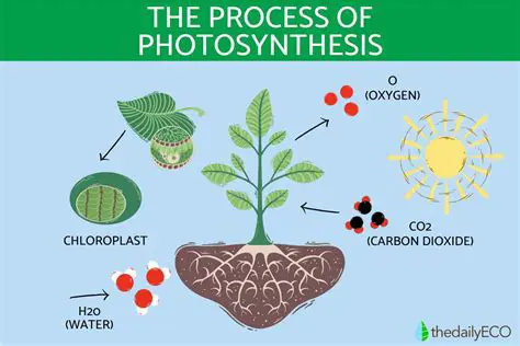 The production of ATP is a critical step in the process of photosynthesis
